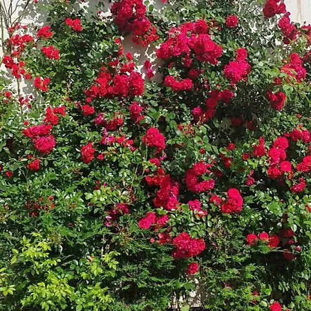 Sea Point La 4* גולדן סנדס